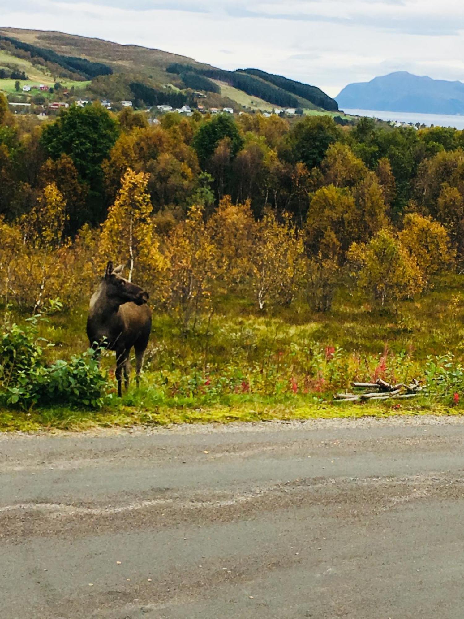 Sortland Camping Og Motell As Eksteriør billede